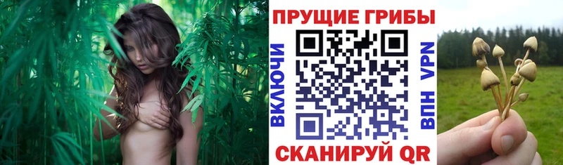 где продают наркотики Власиха Псилоцибиновые грибы ЛСД